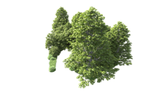 verde floresta isolado em fundo. 3d Renderização - ilustração png