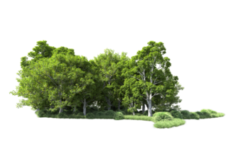 Green forest isolated on background. 3d rendering - illustration png