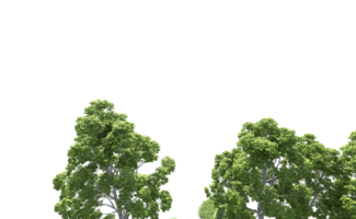 Green forest isolated on background. 3d rendering - illustration png