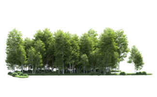 Green forest isolated on background. 3d rendering - illustration png