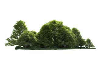 Green forest isolated on background. 3d rendering - illustration png