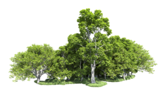 Green forest isolated on background. 3d rendering - illustration png