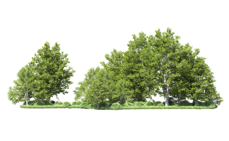 Green forest isolated on background. 3d rendering - illustration png