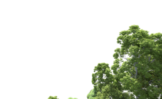 Green forest isolated on background. 3d rendering - illustration png