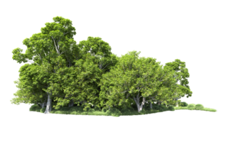 Green forest isolated on background. 3d rendering - illustration png