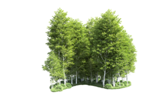 Green forest isolated on background. 3d rendering - illustration png