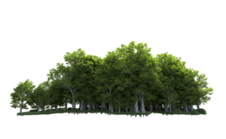 Green forest isolated on background. 3d rendering - illustration png