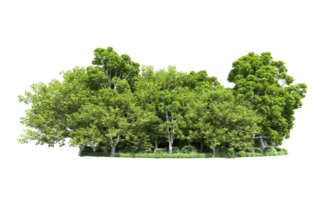 Green forest isolated on background. 3d rendering - illustration png