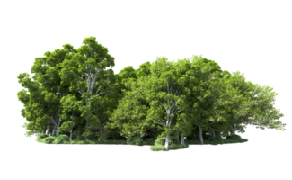 Green forest isolated on background. 3d rendering - illustration png