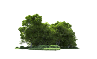 Green forest isolated on background. 3d rendering - illustration png