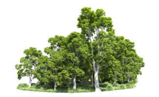 Green forest isolated on background. 3d rendering - illustration png