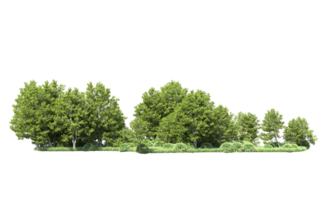 Green forest isolated on background. 3d rendering - illustration png