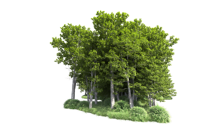 Green forest isolated on background. 3d rendering - illustration png