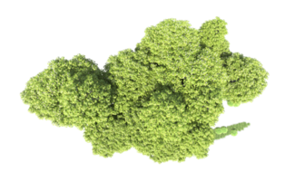 Green forest isolated on background. 3d rendering - illustration png