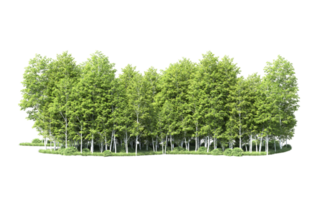 Green forest isolated on background. 3d rendering - illustration png