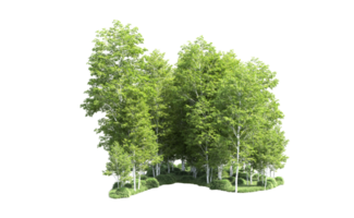 Green forest isolated on background. 3d rendering - illustration png