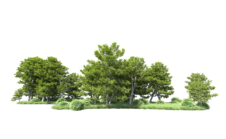 Green forest isolated on background. 3d rendering - illustration png