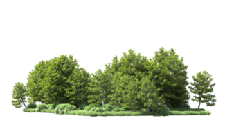 Green forest isolated on background. 3d rendering - illustration png