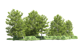 Green forest isolated on background. 3d rendering - illustration png