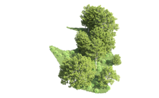 vert forêt isolé sur Contexte. 3d le rendu - illustration png