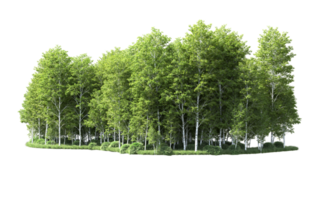 Green forest isolated on background. 3d rendering - illustration png