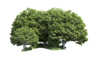 Green forest isolated on background. 3d rendering - illustration png