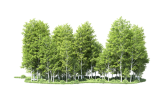 Green forest isolated on background. 3d rendering - illustration png