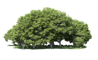 Grün Wald isoliert auf Hintergrund. 3d Rendern - - Illustration png