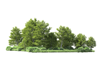 Green forest isolated on background. 3d rendering - illustration png