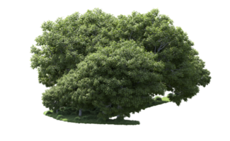 Green forest isolated on background. 3d rendering - illustration png