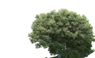 verde floresta isolado em fundo. 3d Renderização - ilustração png
