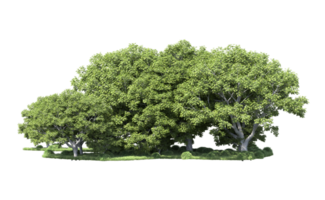 verde floresta isolado em fundo. 3d Renderização - ilustração png