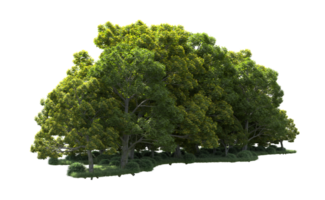Green forest isolated on background. 3d rendering - illustration png