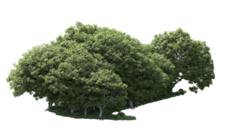 Green forest isolated on background. 3d rendering - illustration png