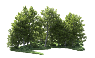 Green forest isolated on background. 3d rendering - illustration png