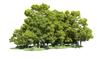 Green forest isolated on background. 3d rendering - illustration png