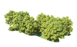Green forest isolated on background. 3d rendering - illustration png