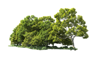 Green forest isolated on background. 3d rendering - illustration png