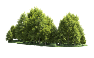 Green forest isolated on background. 3d rendering - illustration png