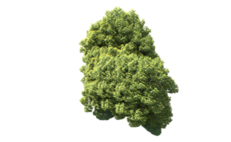 Green forest isolated on background. 3d rendering - illustration png