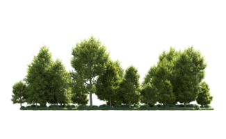 Green forest isolated on background. 3d rendering - illustration png