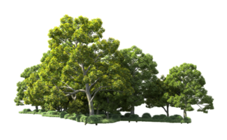 Green forest isolated on background. 3d rendering - illustration png