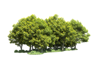 Green forest isolated on background. 3d rendering - illustration png