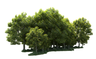 Grün Wald isoliert auf Hintergrund. 3d Rendern - - Illustration png