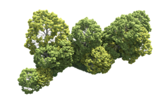 verde floresta isolado em fundo. 3d Renderização - ilustração png