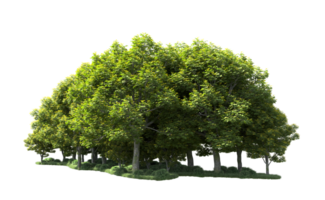 Green forest isolated on background. 3d rendering - illustration png