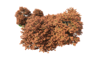 Grün Wald isoliert auf Hintergrund. 3d Rendern - - Illustration png