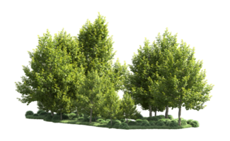 Green forest isolated on background. 3d rendering - illustration png