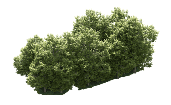 grön skog isolerat på bakgrund. 3d tolkning - illustration png