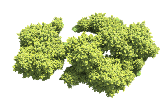 grön skog isolerat på bakgrund. 3d tolkning - illustration png